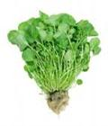 cress